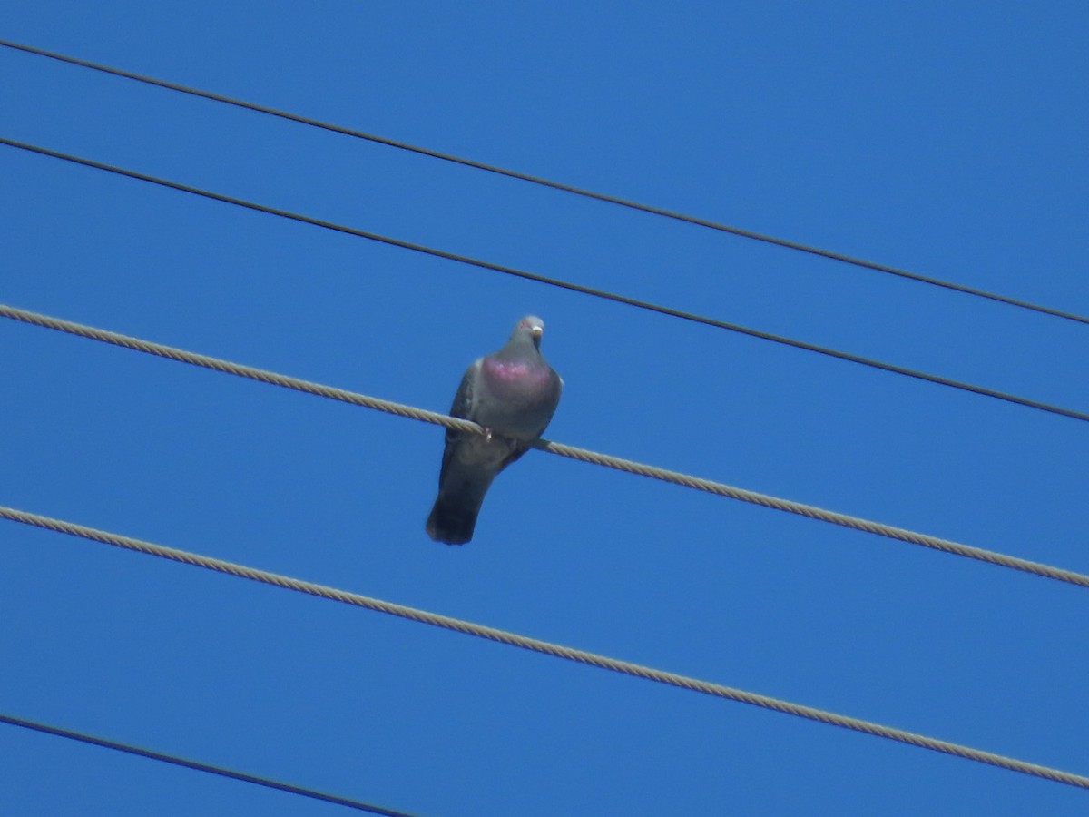 カワラバト（ドバト、家畜型） - ML645242898