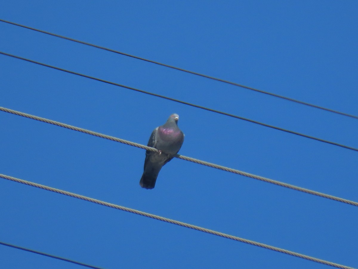 カワラバト（ドバト、家畜型） - ML645242899