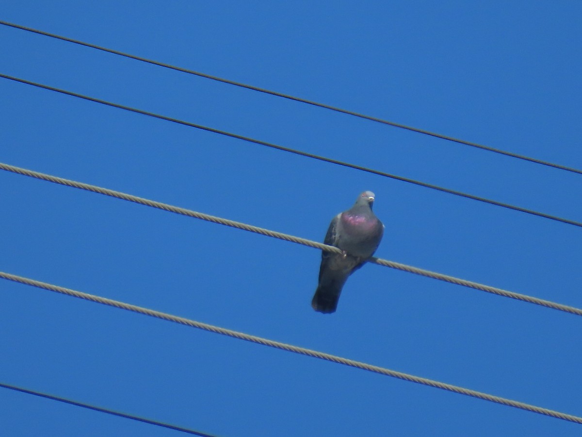 カワラバト（ドバト、家畜型） - ML645242900