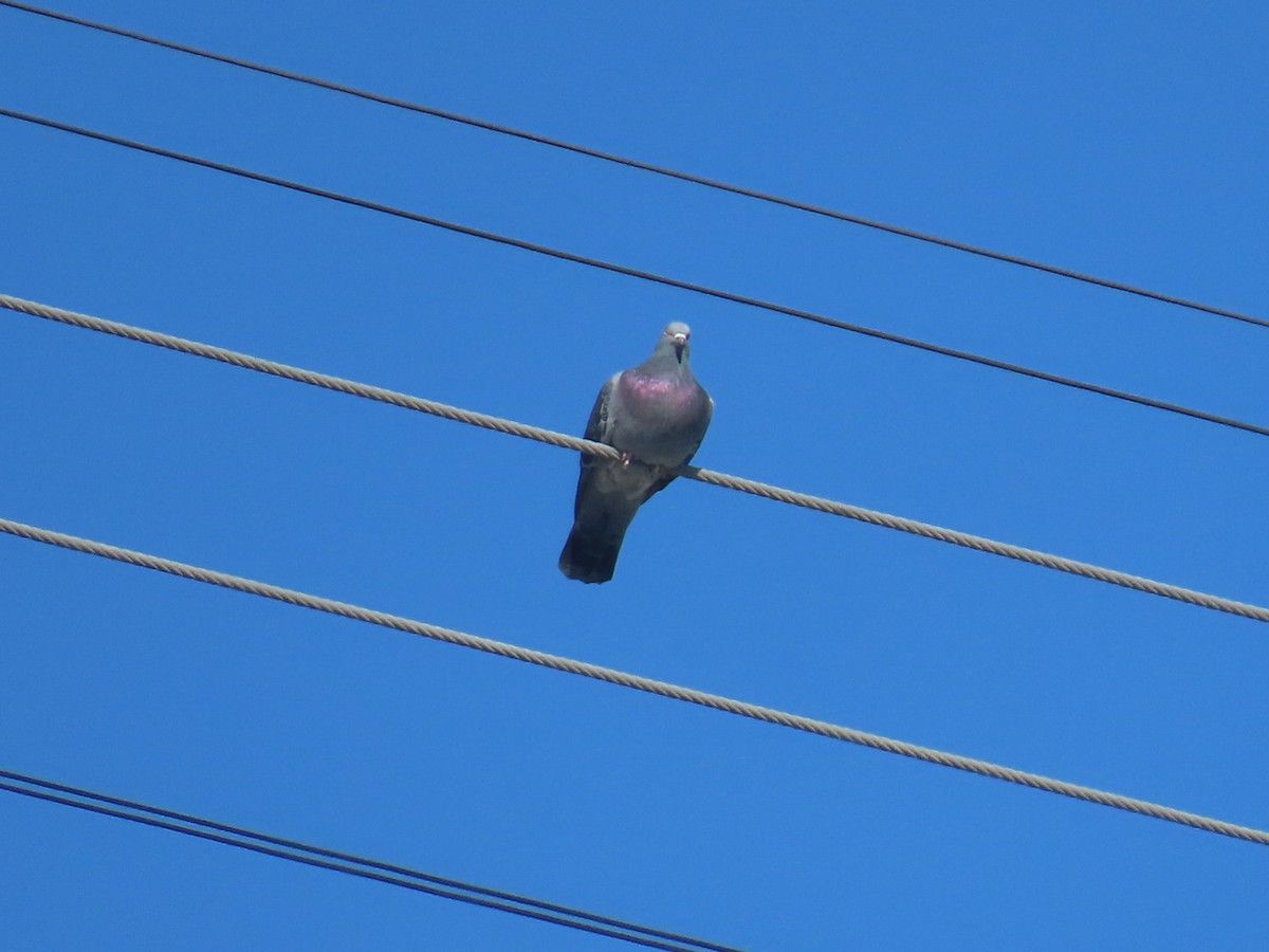 カワラバト（ドバト、家畜型） - ML645242902