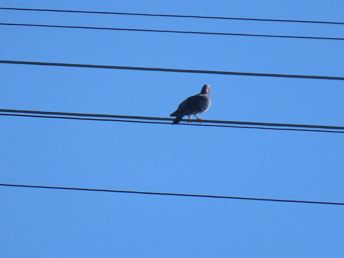 カワラバト（ドバト、家畜型） - ML645242903