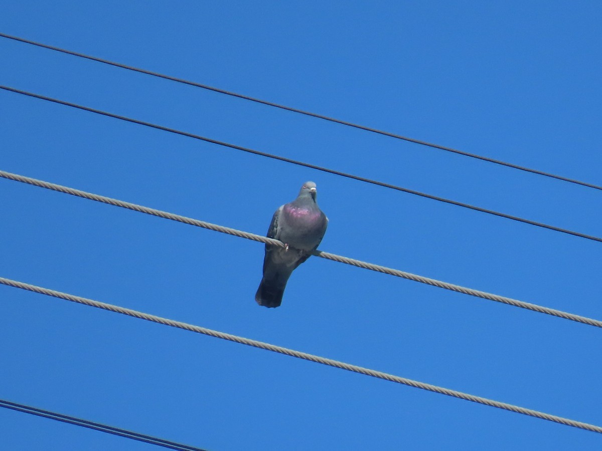 カワラバト（ドバト、家畜型） - ML645242904