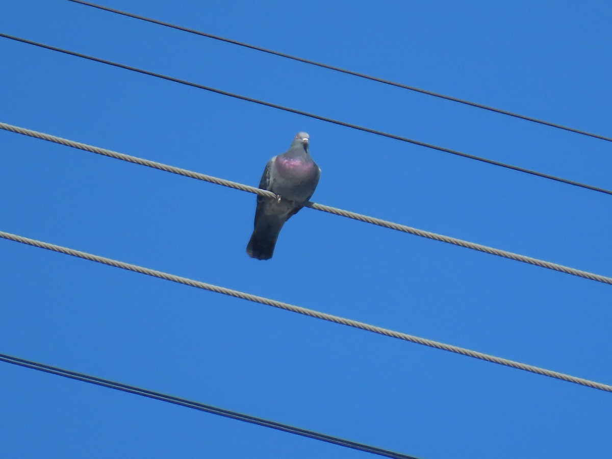 カワラバト（ドバト、家畜型） - ML645242905