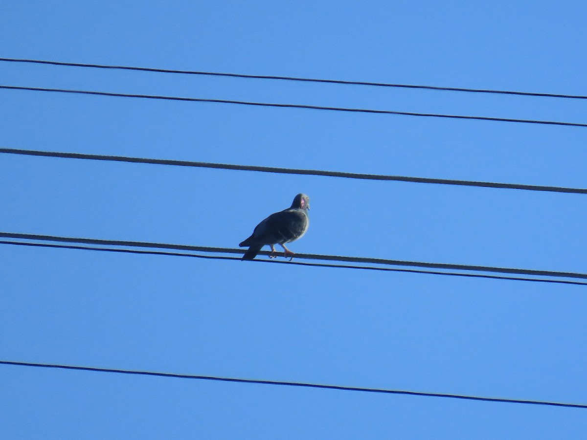 カワラバト（ドバト、家畜型） - ML645242906