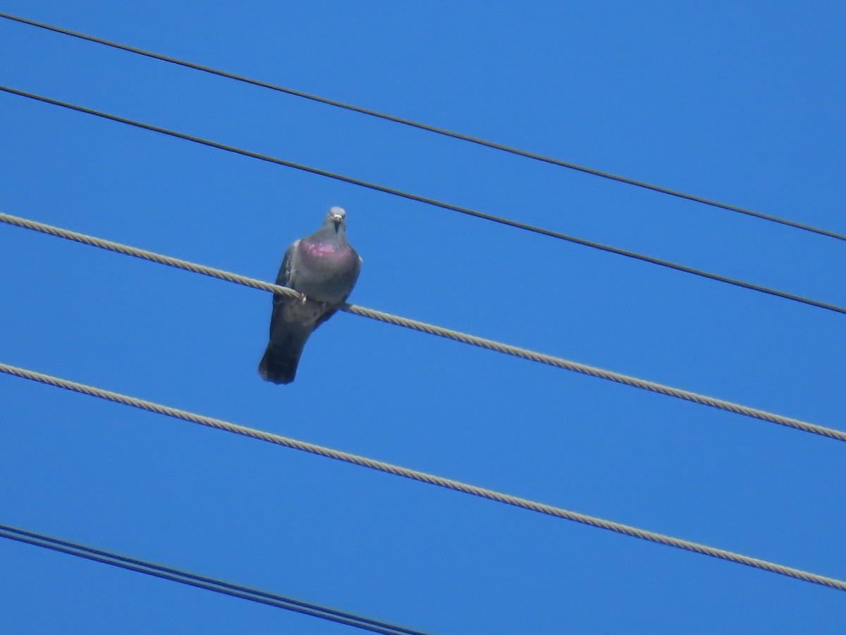 カワラバト（ドバト、家畜型） - ML645242907
