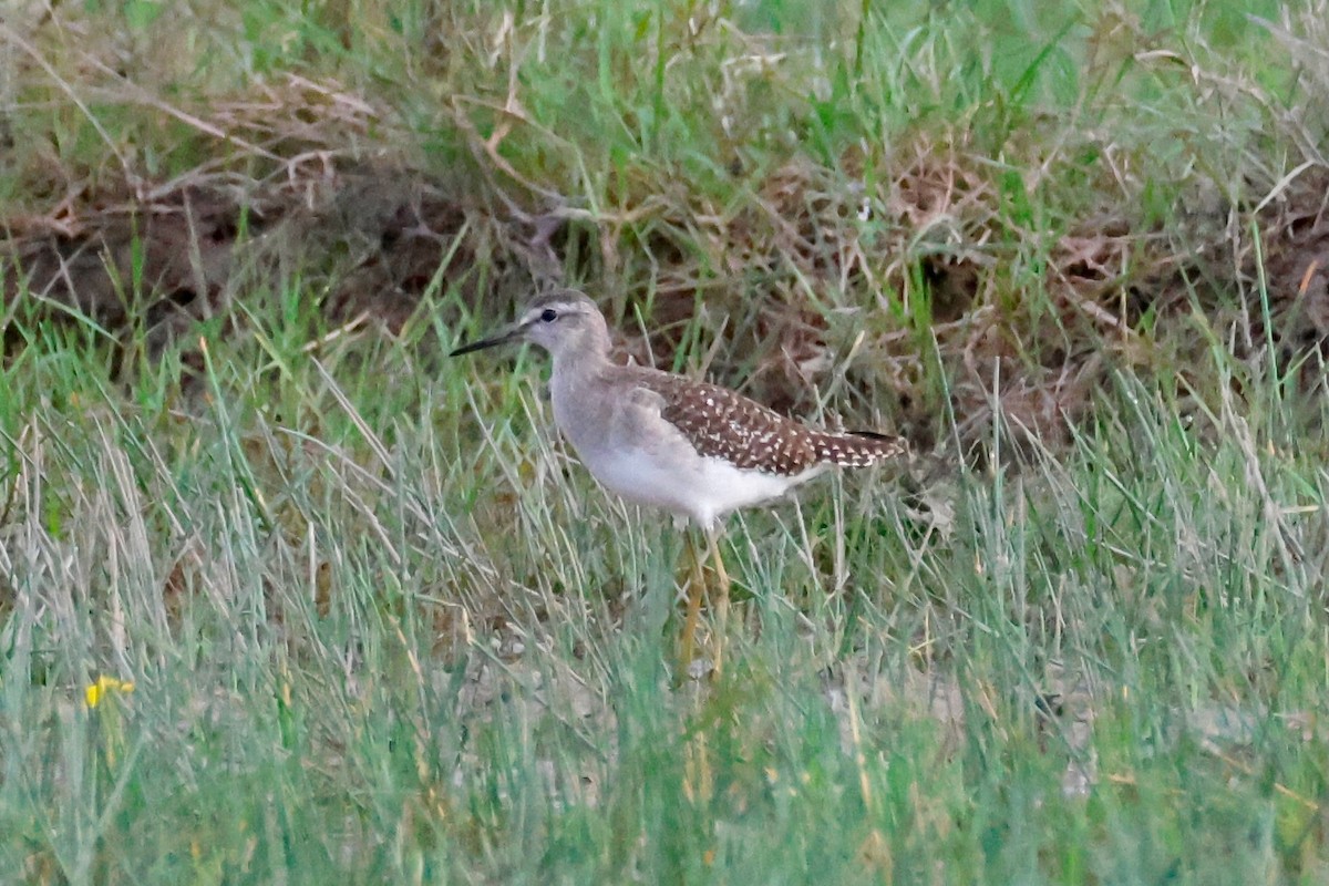 タカブシギ - ML645242915