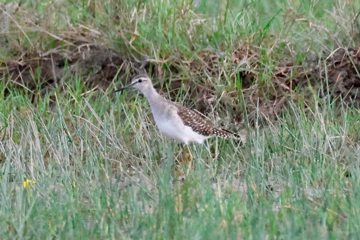 タカブシギ - ML645242916