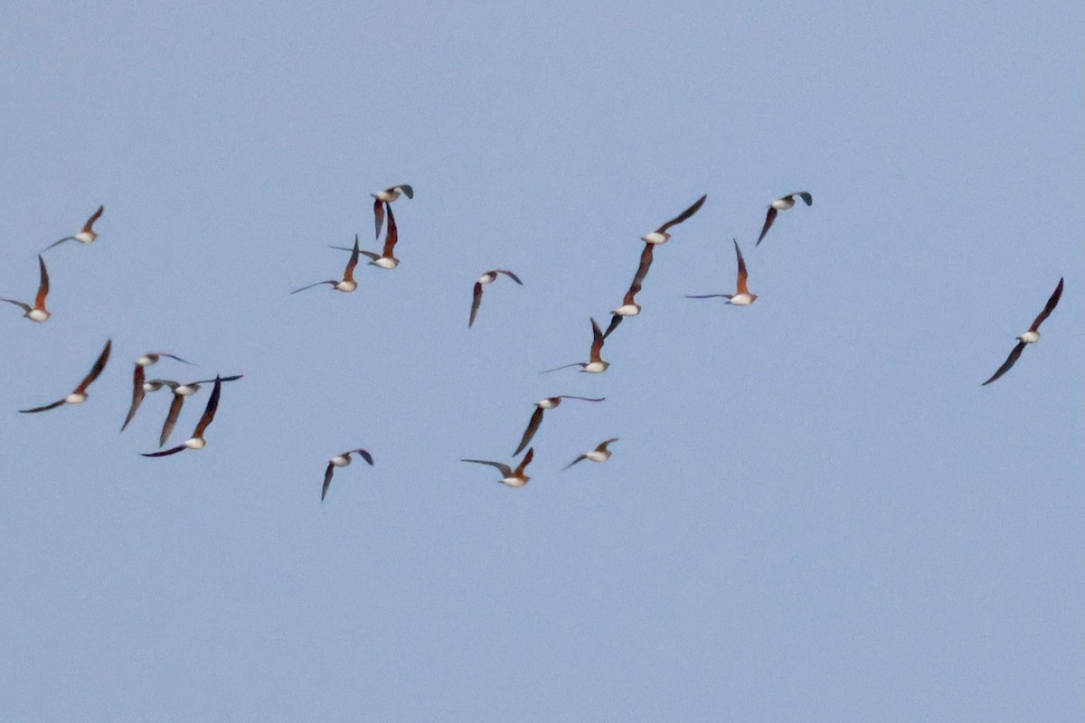 Oriental Pratincole - ML645242922