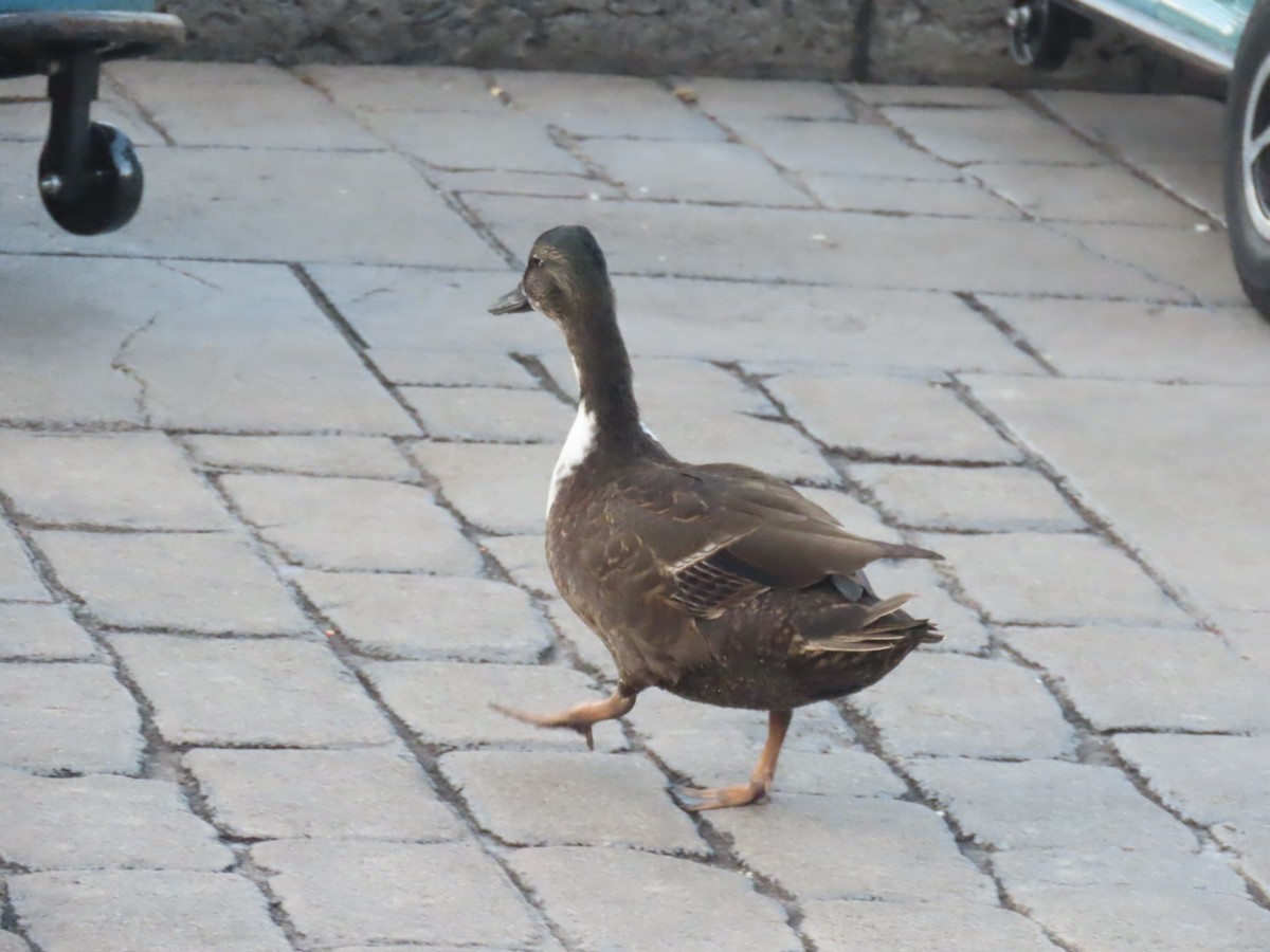 Yeşilbaş (evcil tip) - ML645242924