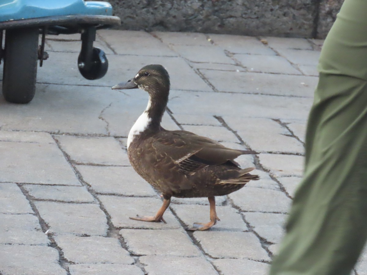 Yeşilbaş (evcil tip) - ML645242925