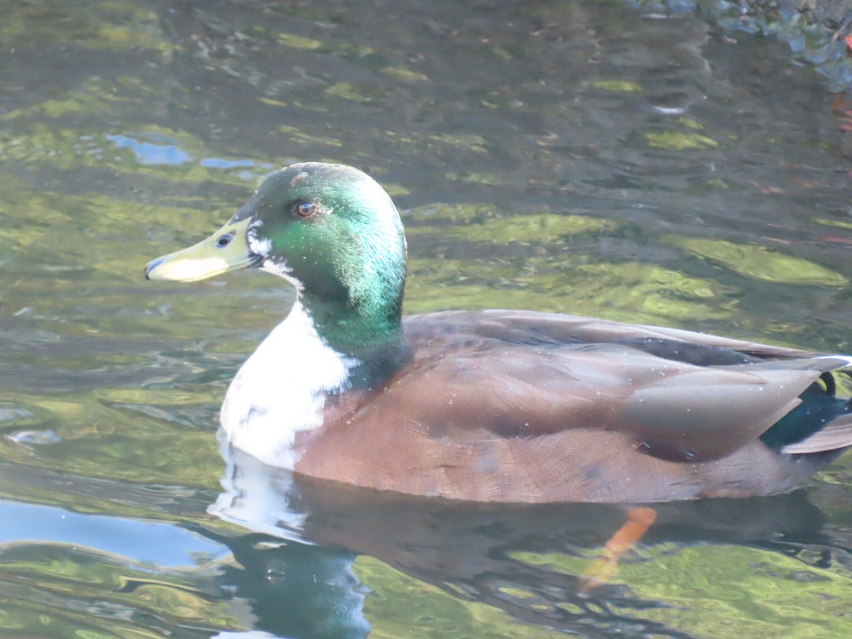 Yeşilbaş (evcil tip) - ML645242926