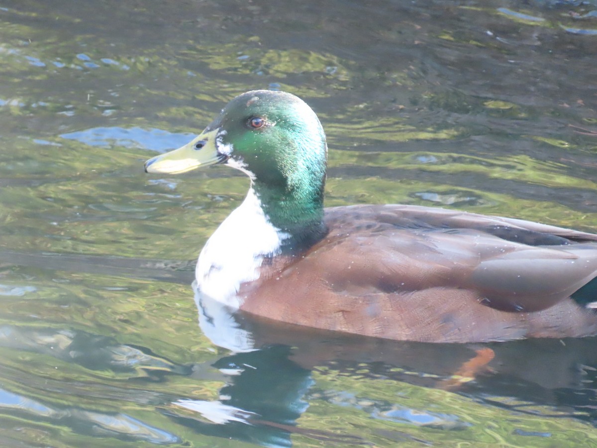 Yeşilbaş (evcil tip) - ML645242927