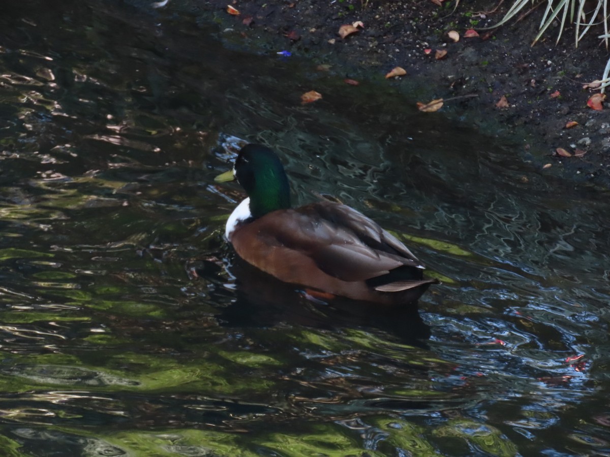 Yeşilbaş (evcil tip) - ML645242928