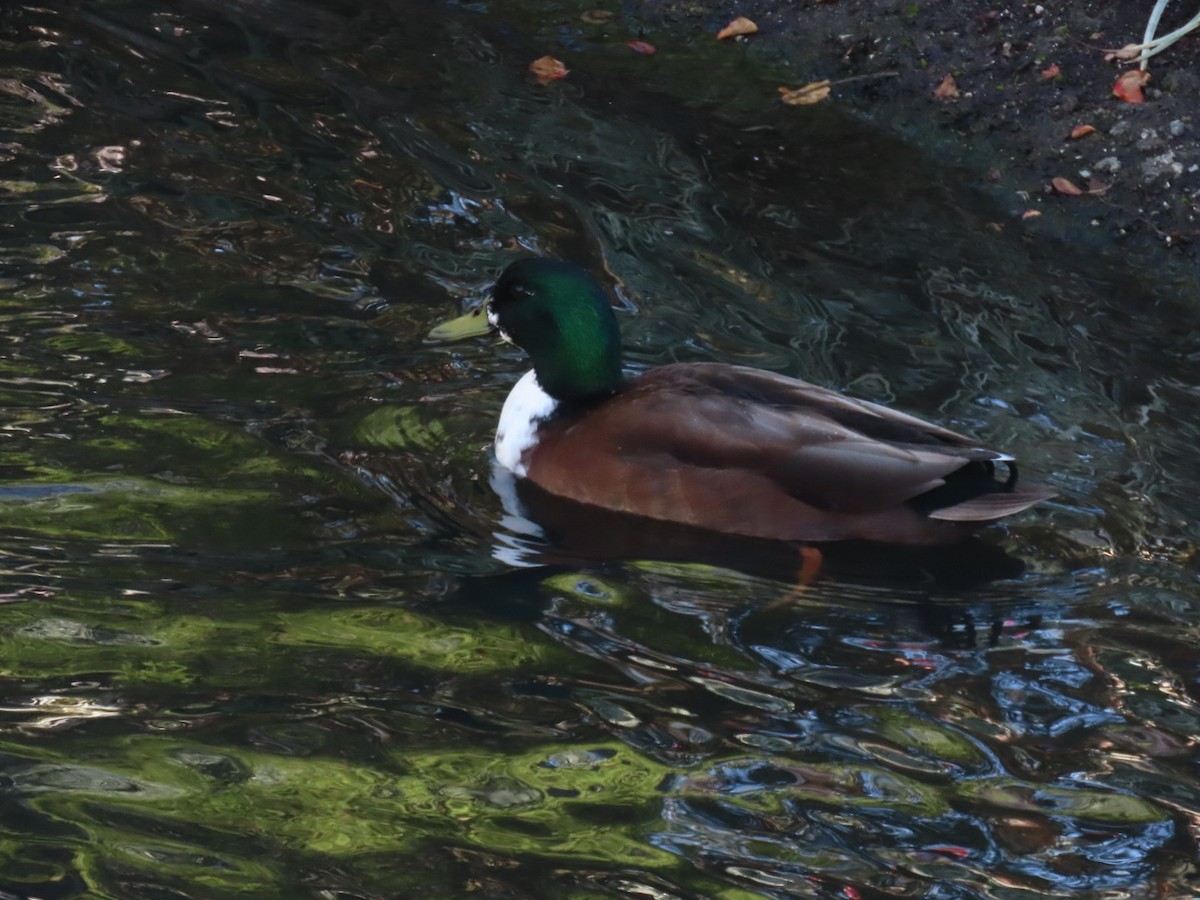 Yeşilbaş (evcil tip) - ML645242929