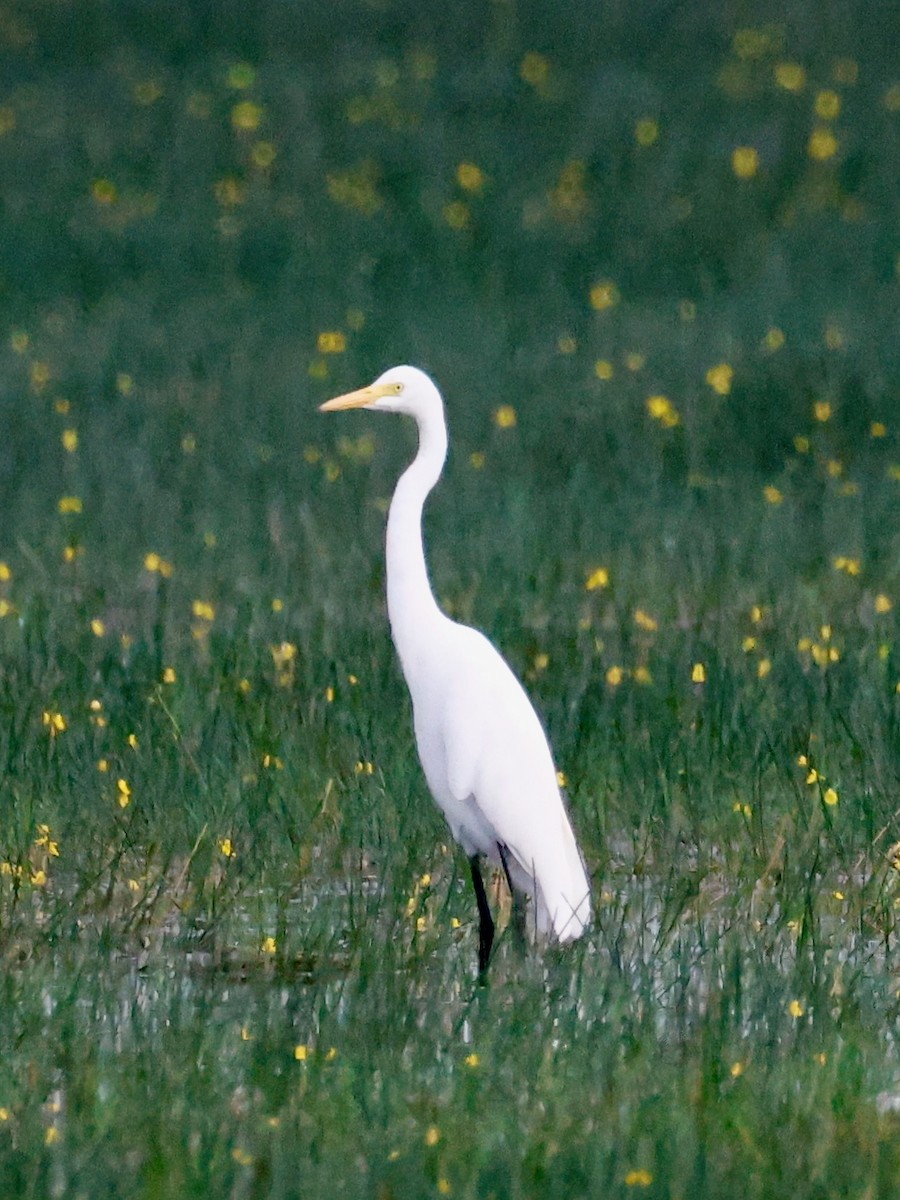 Airone bianco indiano - ML645242935