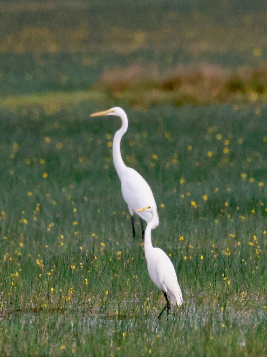 Airone bianco indiano - ML645242936