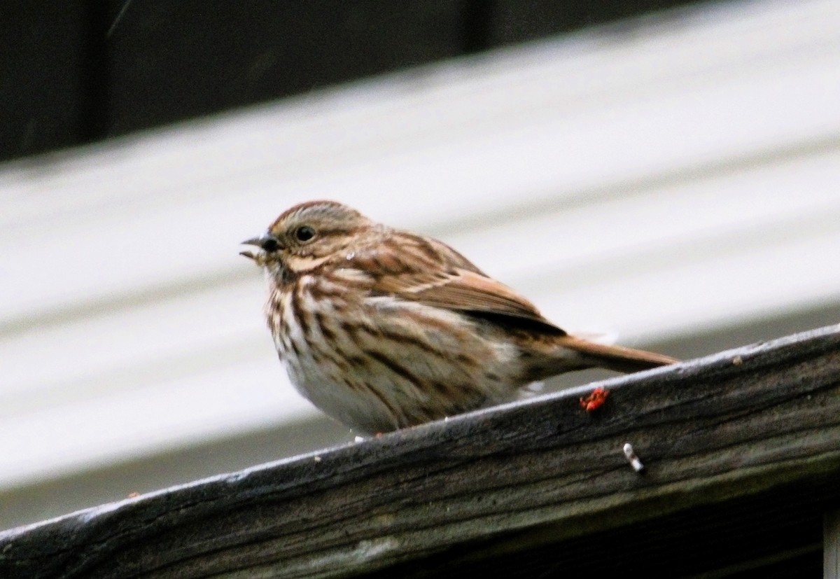 Song Sparrow - ML645242937