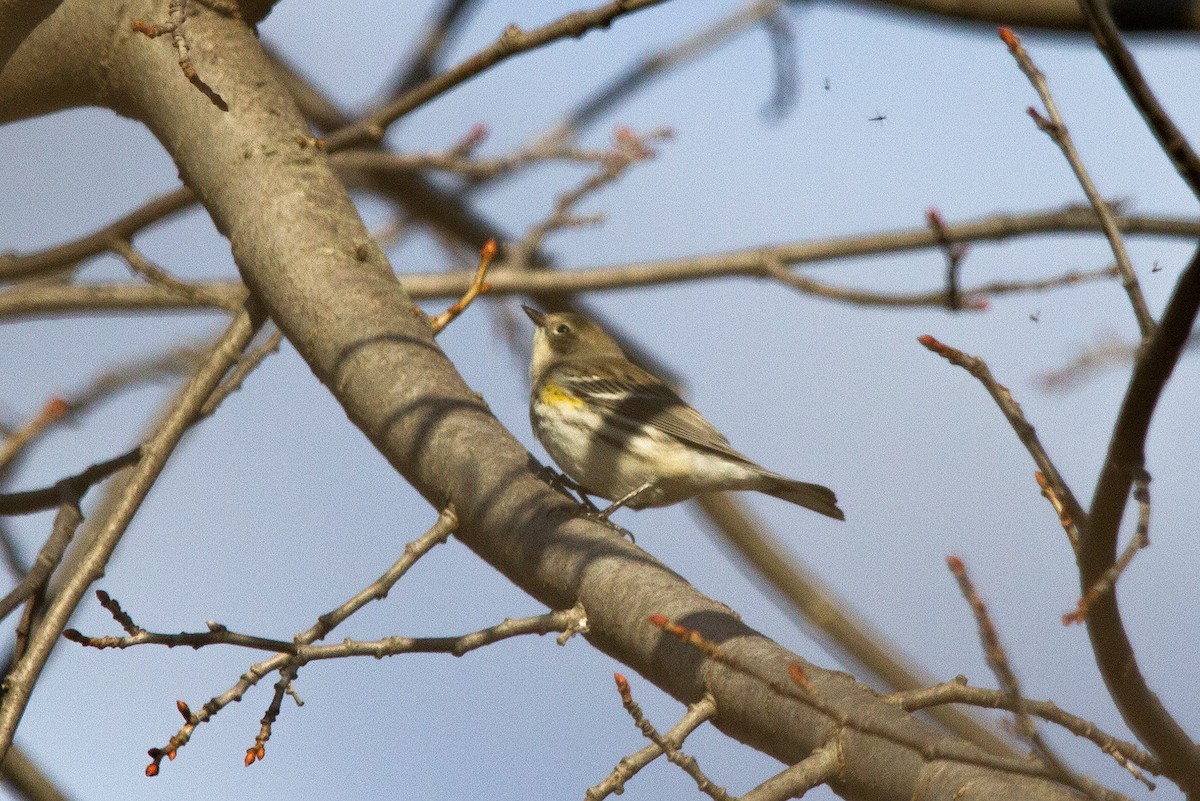 Yellow-rumped Warbler - ML645242938