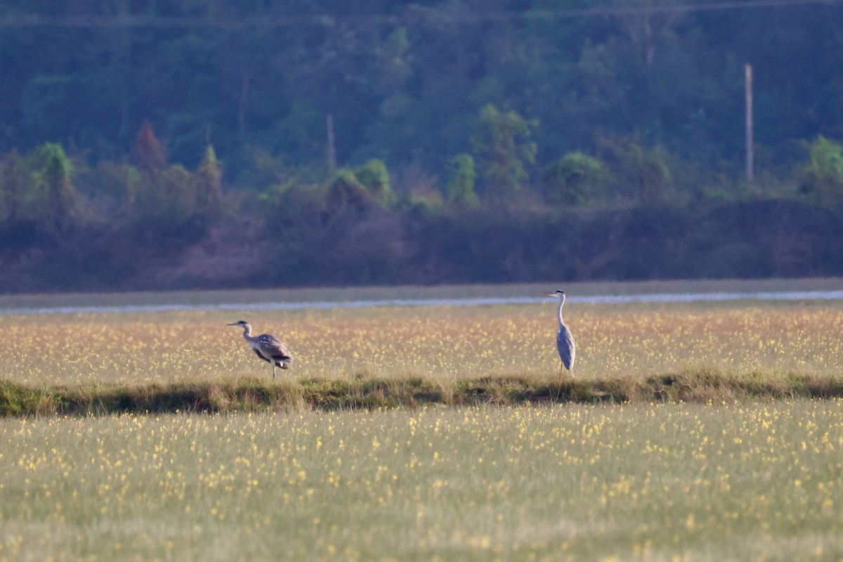 Airone cenerino - ML645242940