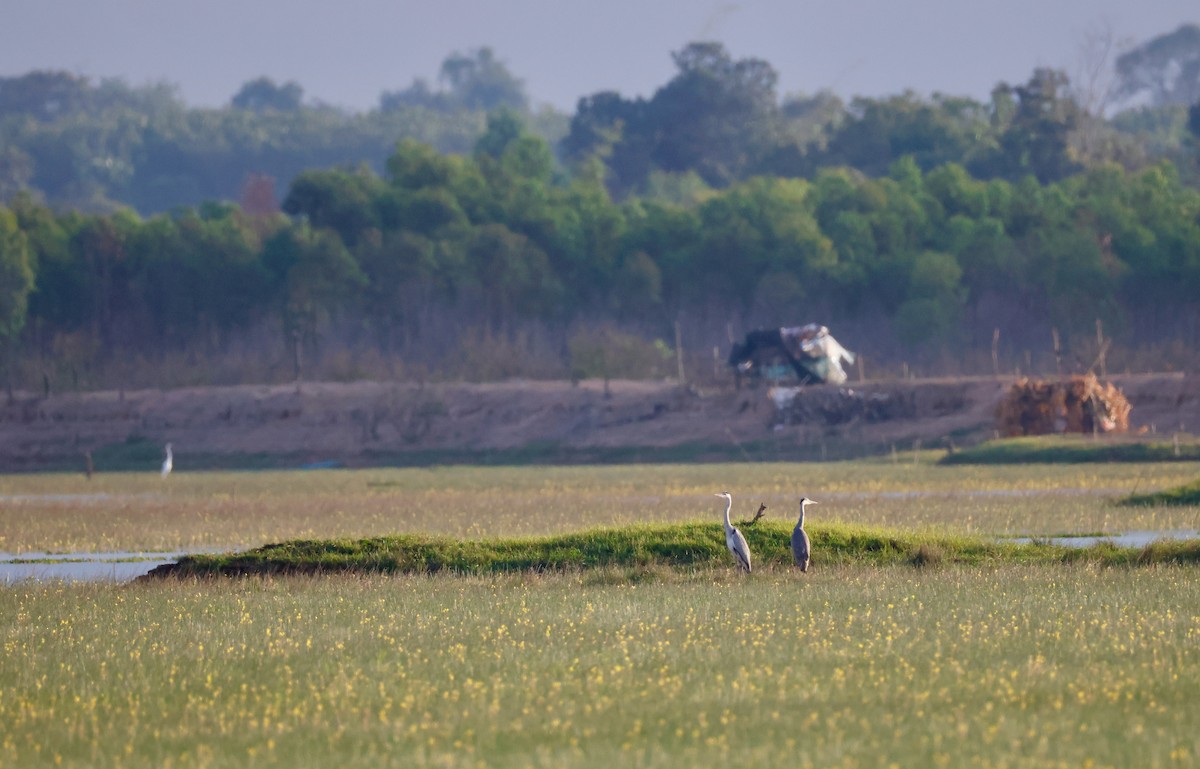 Airone cenerino - ML645242941