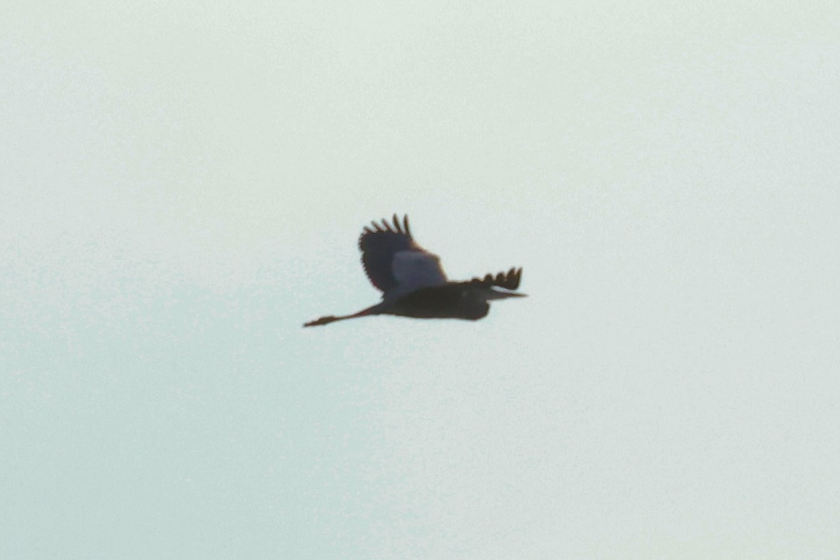 Airone rosso - ML645242956