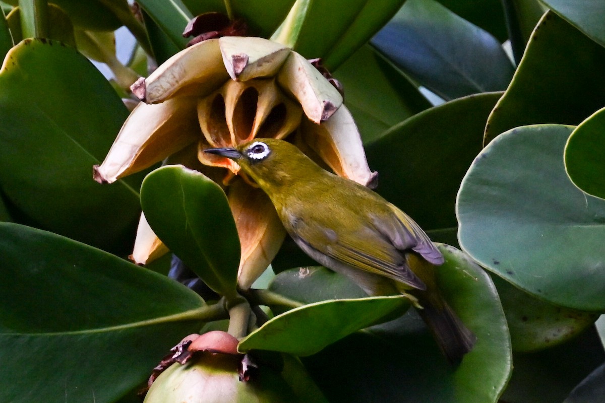 Warbling White-eye - ML645242970