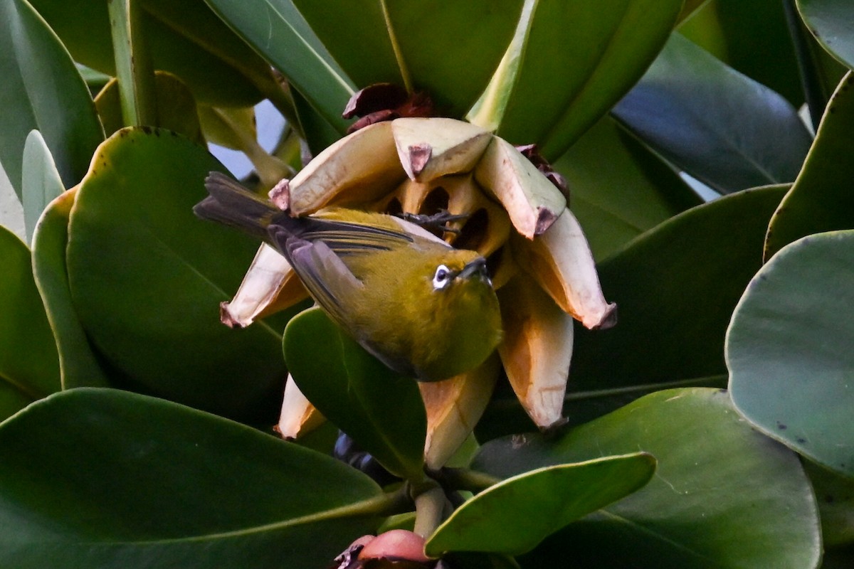 Warbling White-eye - ML645242971