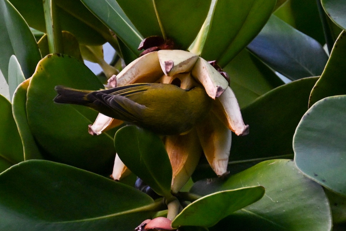 Warbling White-eye - ML645242972