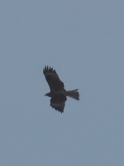 Eastern Marsh Harrier - ML645242974