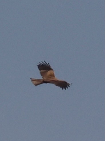 Eastern Marsh Harrier - ML645242975