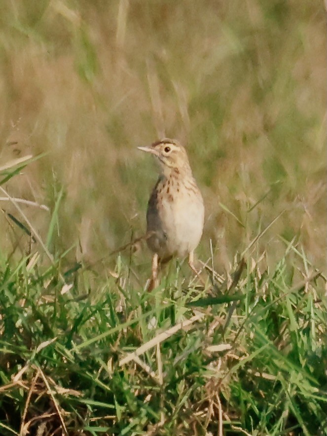 Paddyfield Pipit - ML645242992