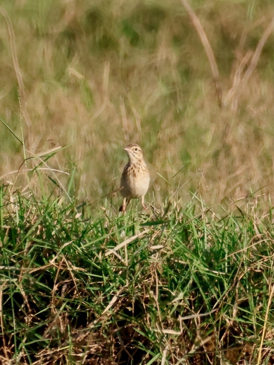 Paddyfield Pipit - ML645242993
