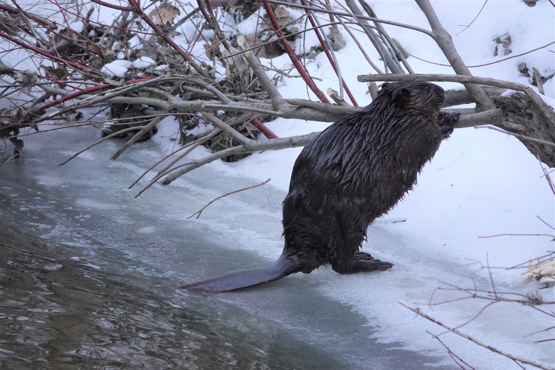 American Beaver - ML645243037