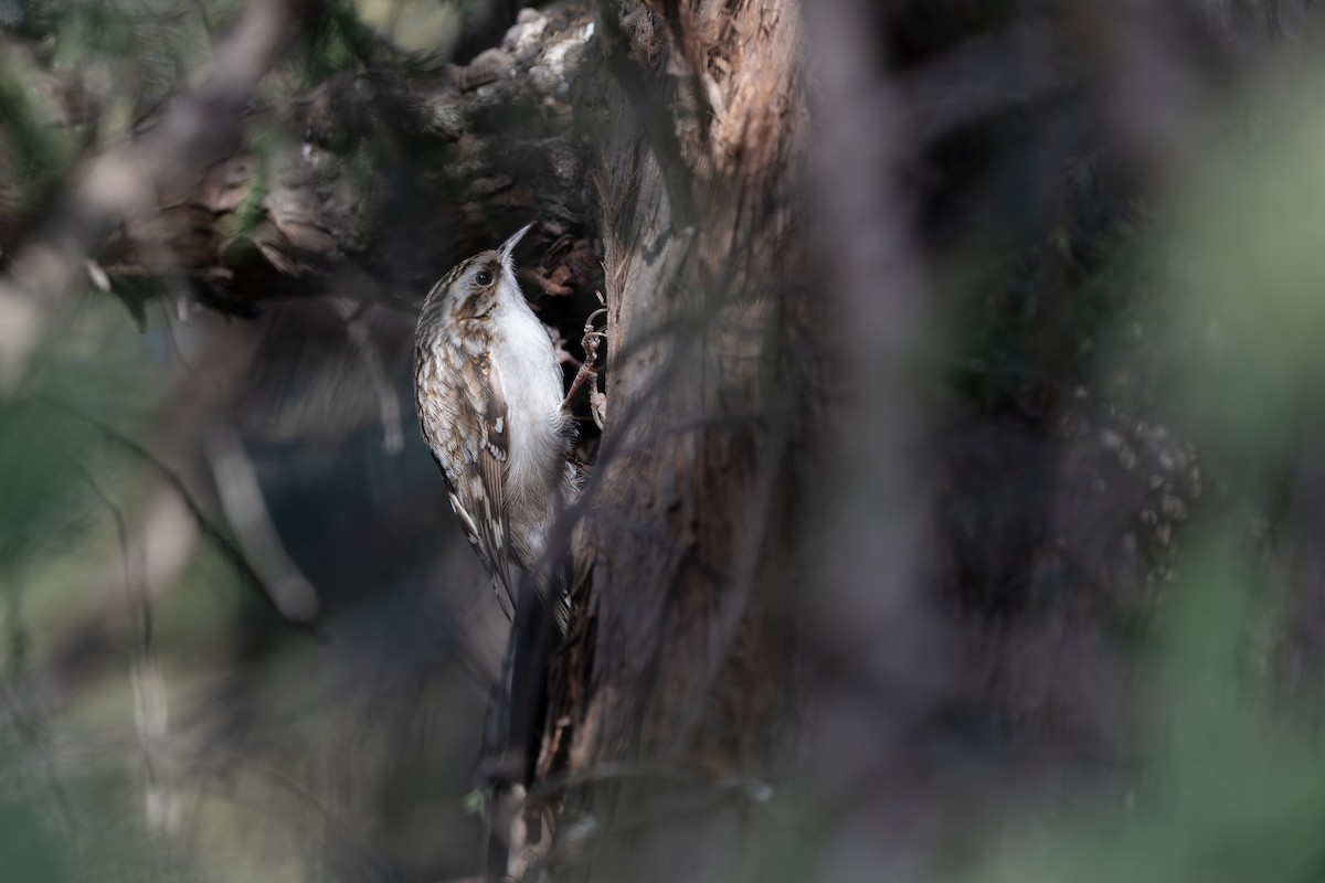 Eurasian Treecreeper - ML645243049