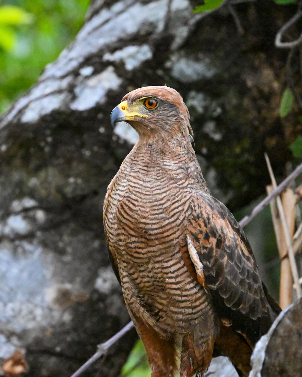 Savanna Hawk - ML645243061