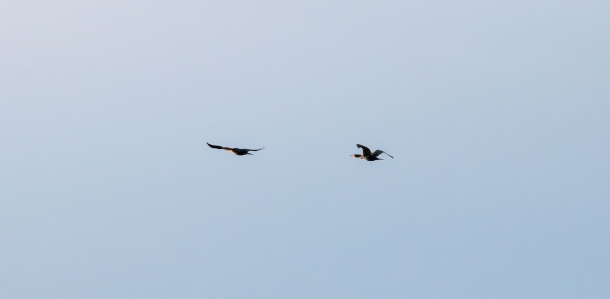 Cormorán Orejudo - ML645243064