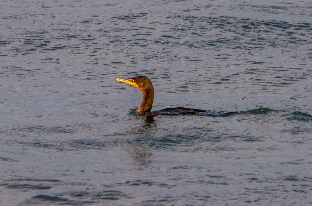 Cormorán Orejudo - ML645243069
