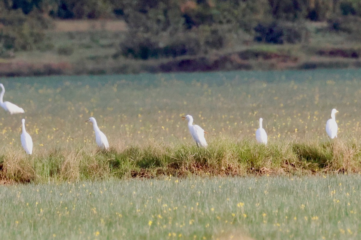 Eastern Cattle-Egret - ML645243072