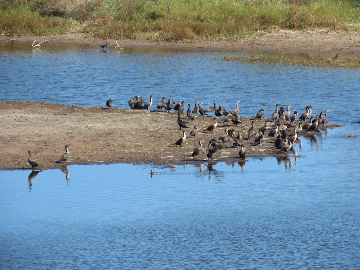 Cormorán Orejudo - ML645243080