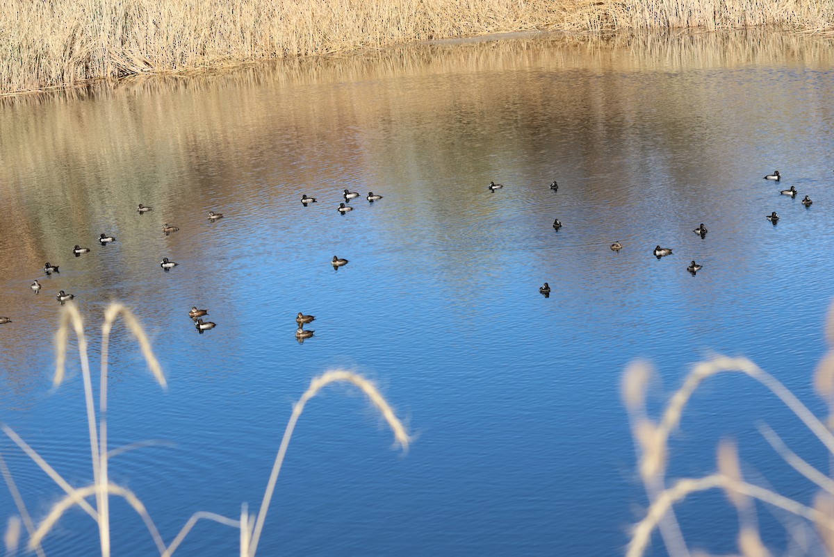 Ring-necked Duck - ML645243081