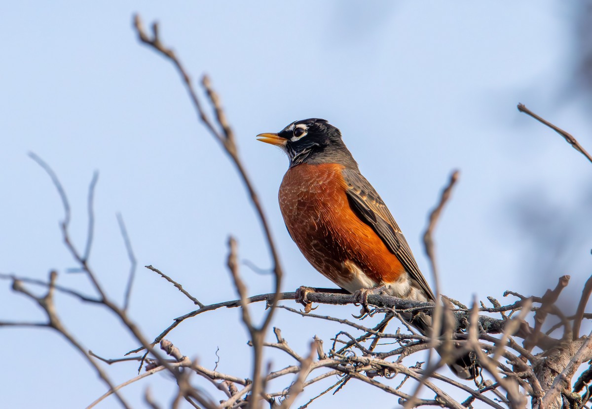 Странствующий дрозд - ML645243102