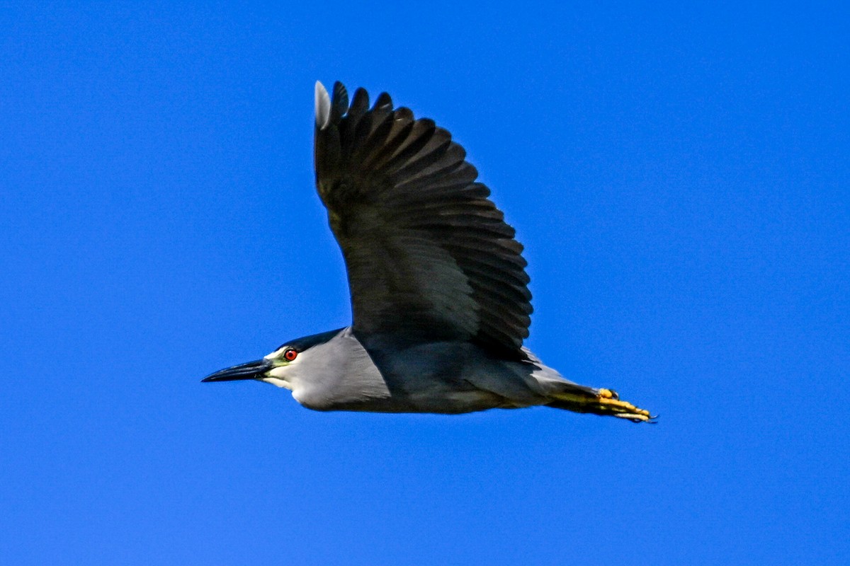 Black-crowned Night Heron - ML645243117