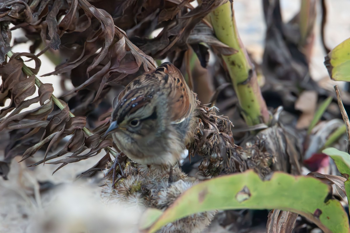 Bruant des marais - ML645243120