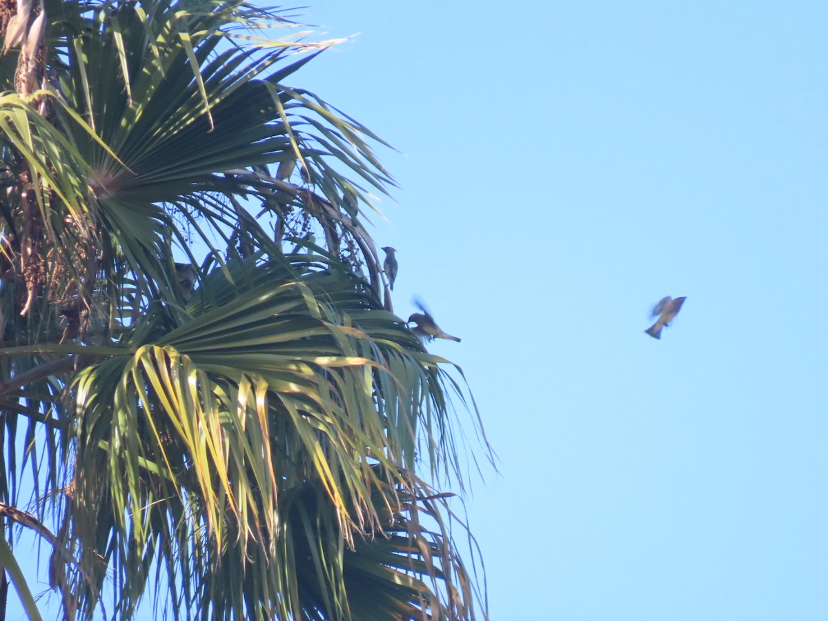 Cedar Waxwing - ML645243123