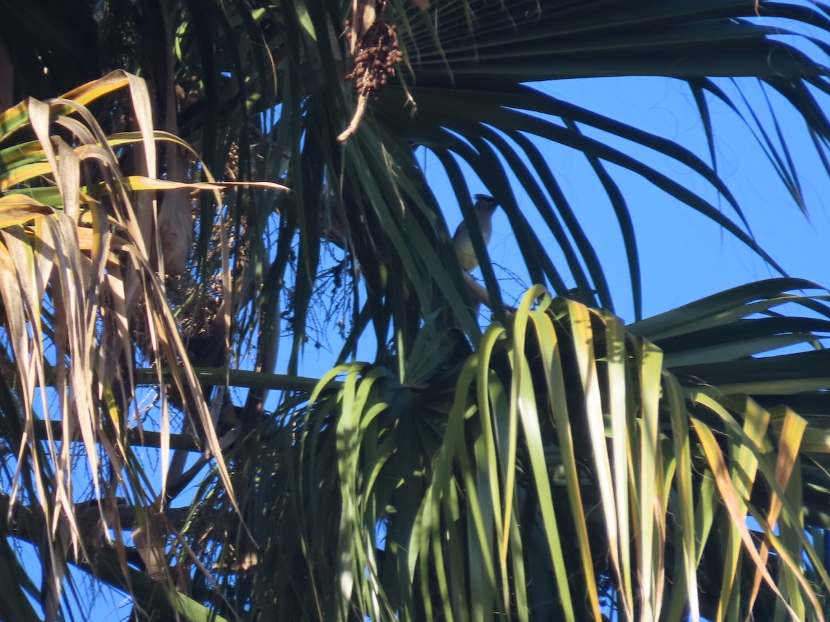 Cedar Waxwing - ML645243124