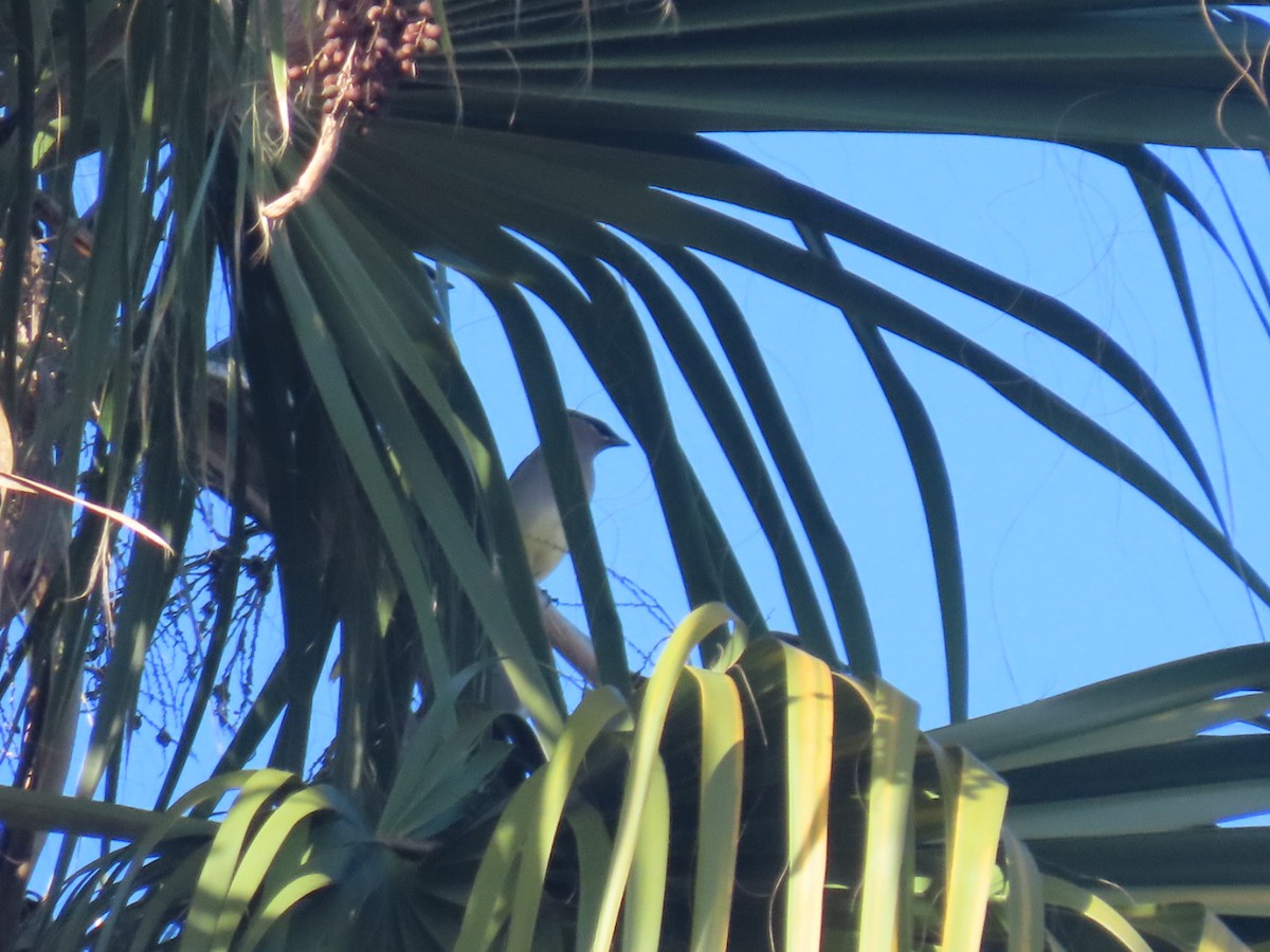 Cedar Waxwing - ML645243125