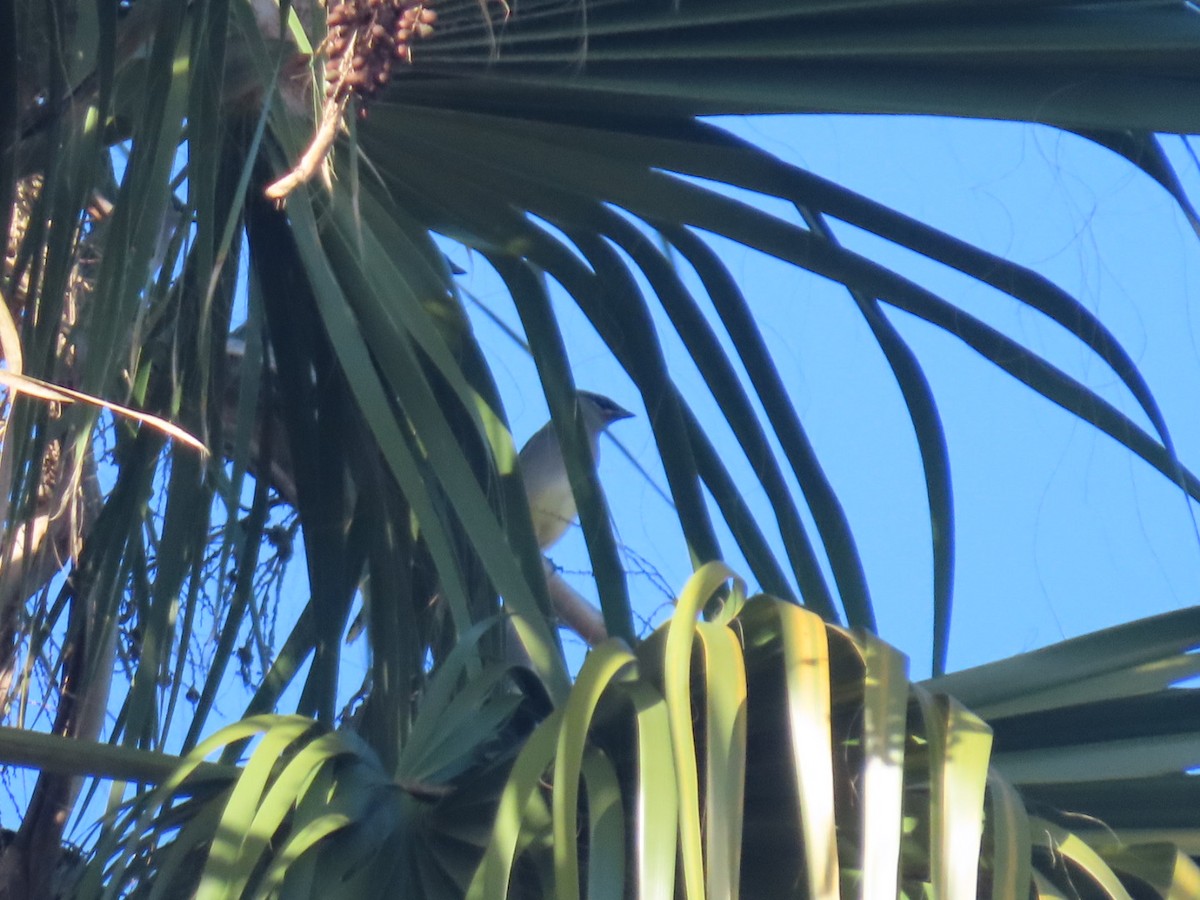 Cedar Waxwing - ML645243126