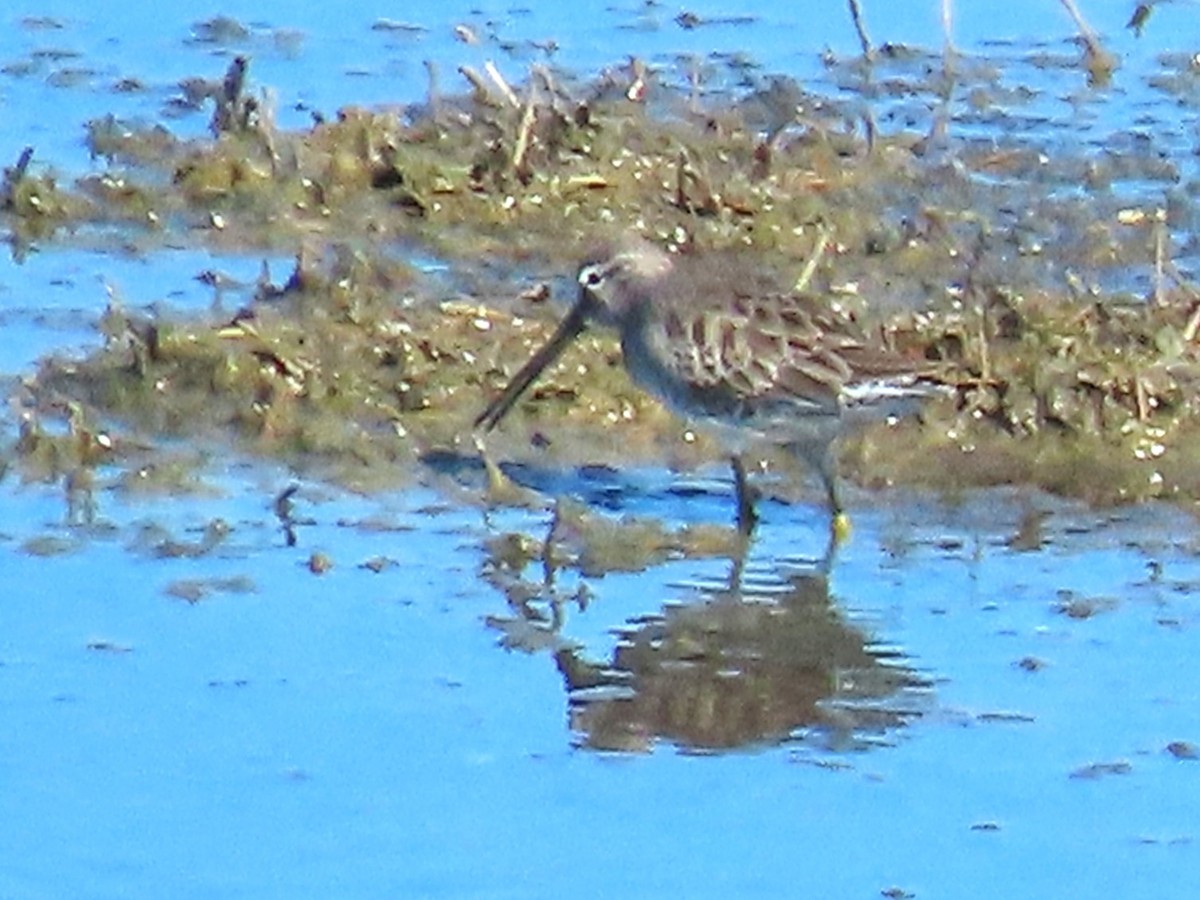 Long-billed Dowitcher - ML645243131