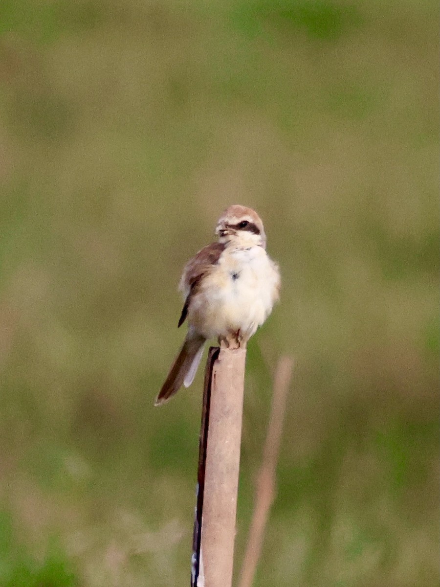 Averla bruna - ML645243133