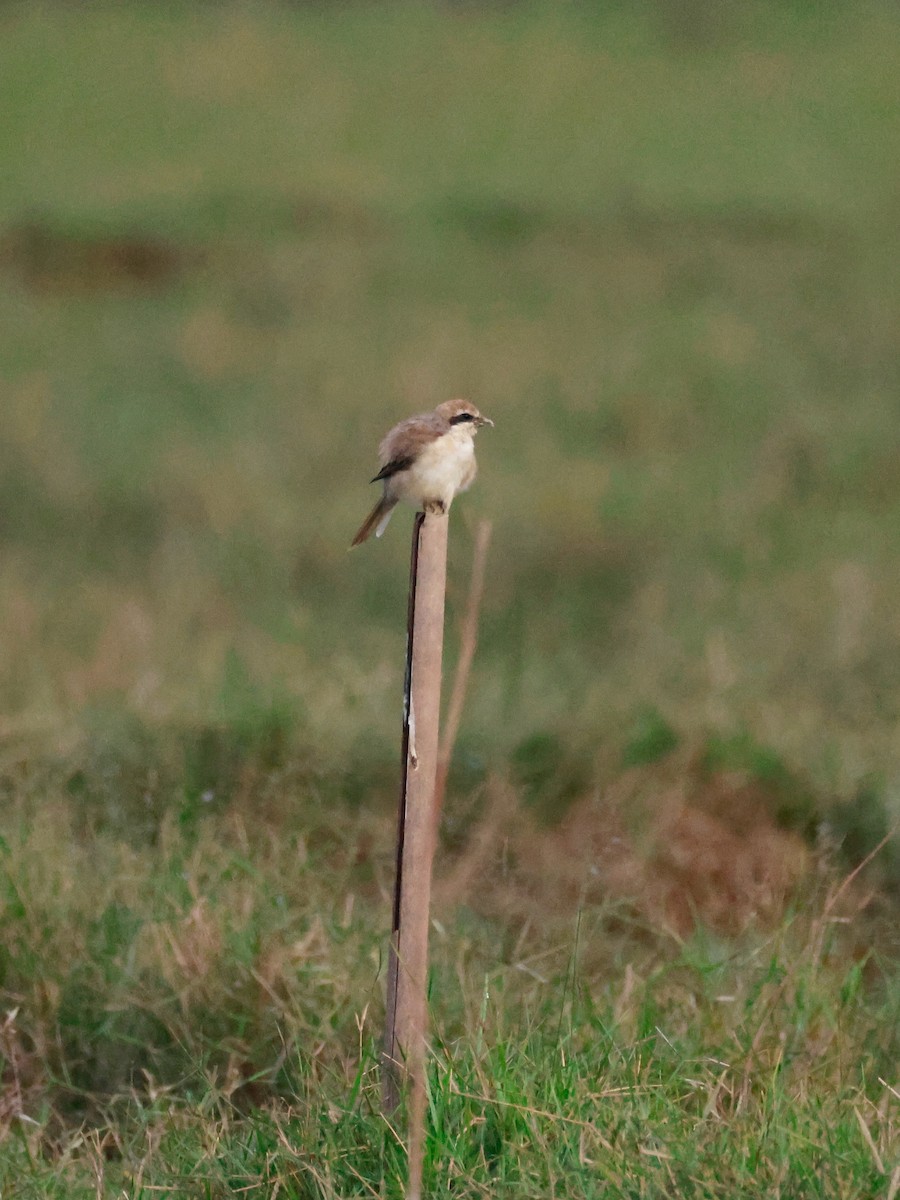 Averla bruna - ML645243134